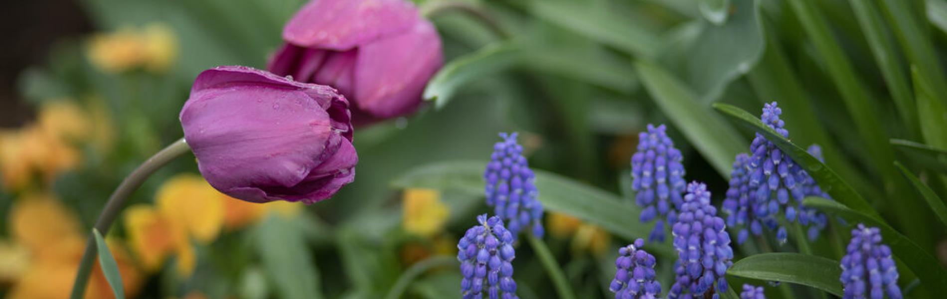 A photo of tulips in bloom