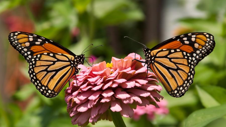 Two orange and black monarch butterflies are sitting on a pink flower.