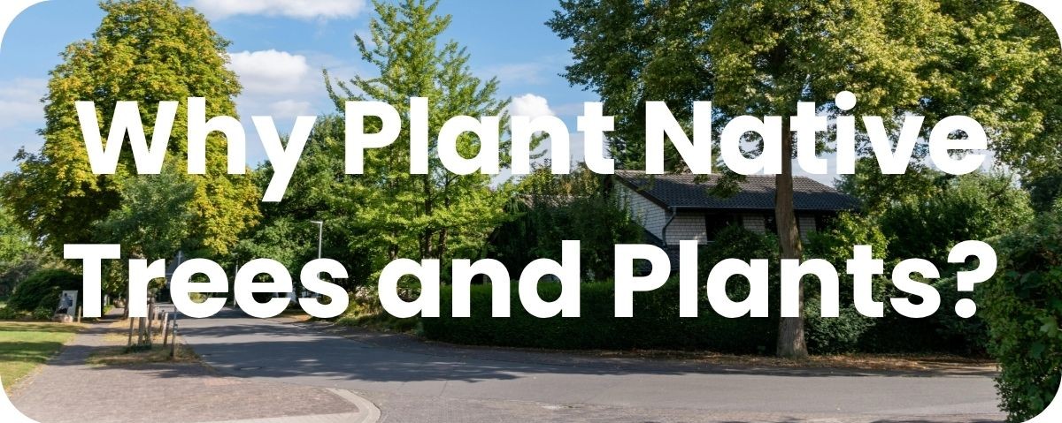 Why Plant Native Trees and Plants? Why Plant Native Trees and Plants?