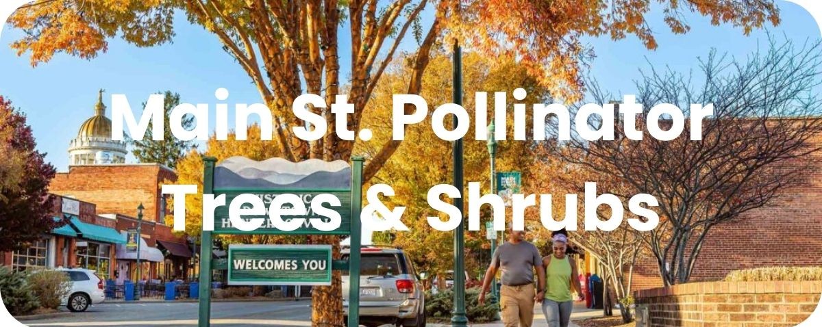 Main St. Pollinator Trees & Shrubs